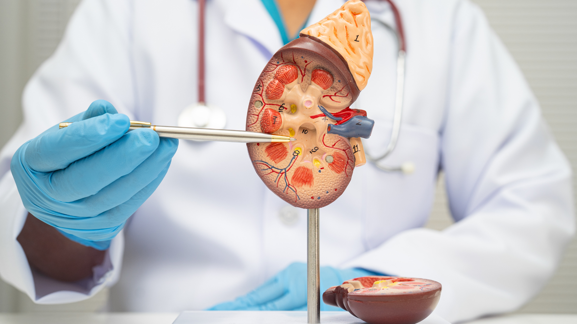 “Kidney Disease” The Silent Threat You Should Not Ignore: Know It Early, Prevent It Before It’s Too Late