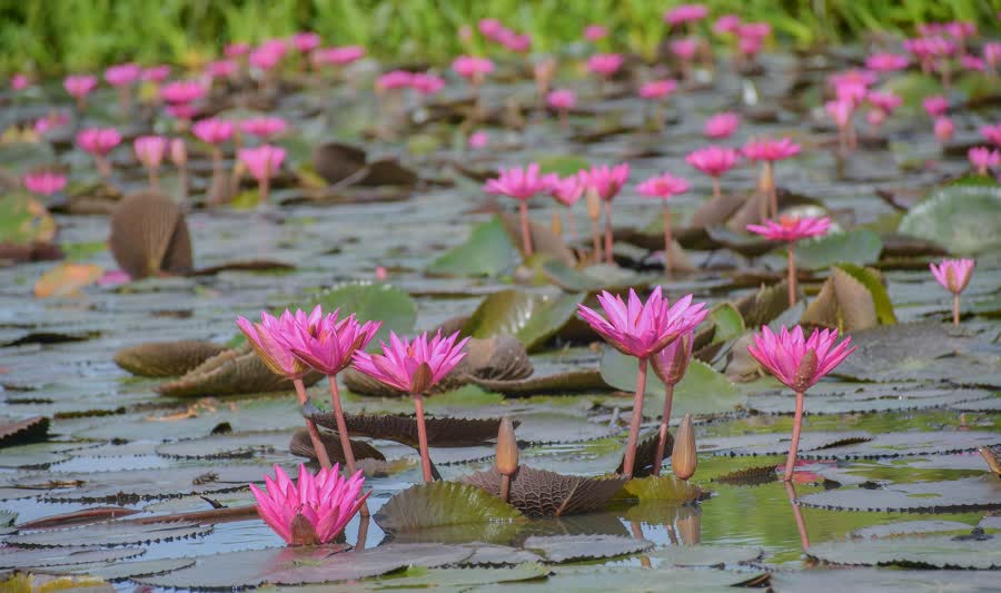 Explorez la beauté envoûtante de "Thale Noi" - le joyau caché de la Thaïlande