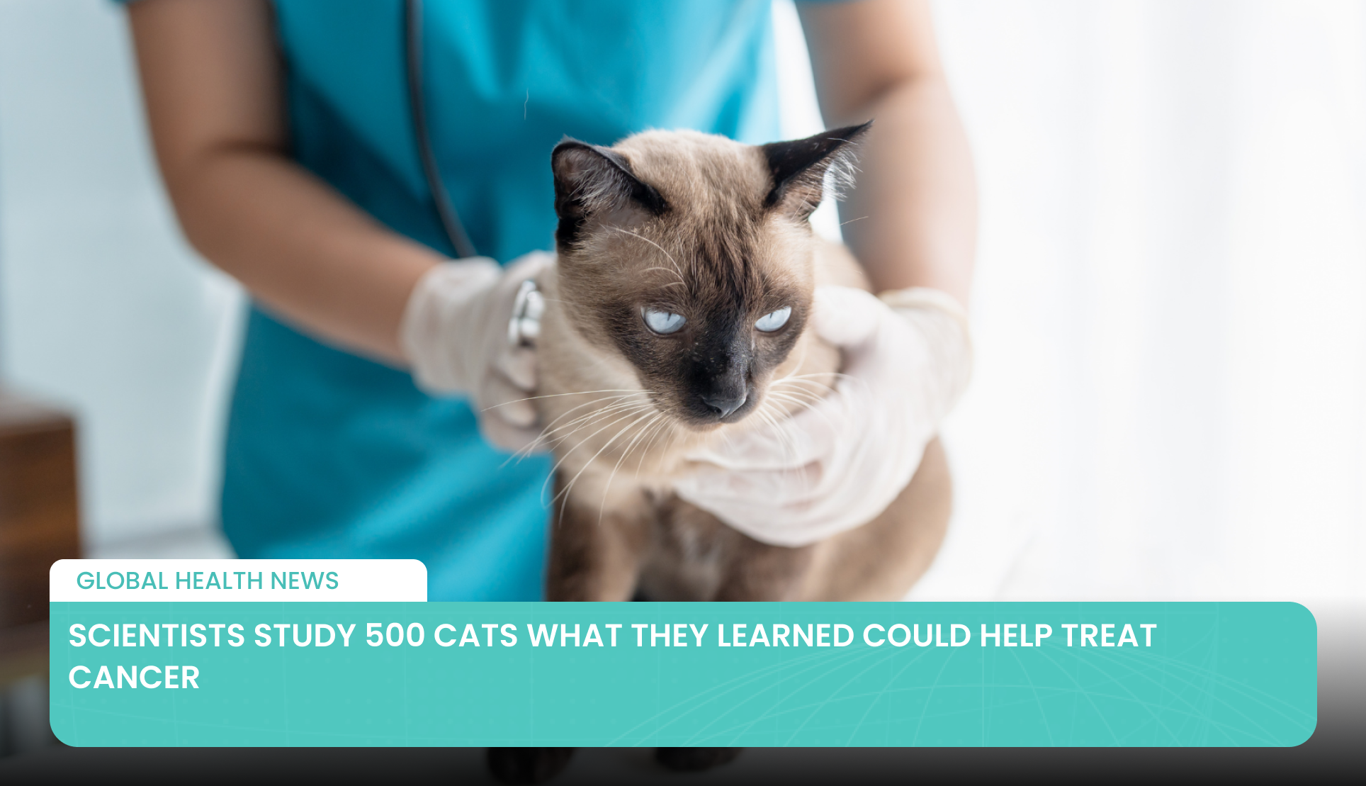 Wissenschaftler untersuchen 500 Katzen—Was sie herausgefunden haben, könnte bei der Krebsbehandlung helfen