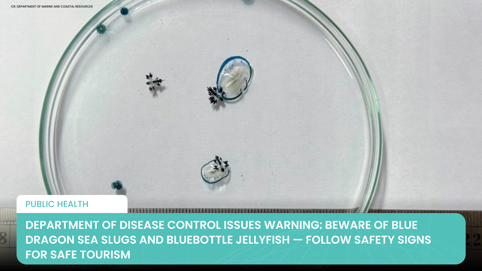 Department of Disease Control Issues Warning: Beware of Blue Dragon Sea Slugs and Bluebottle Jellyfish — Follow Safety Signs for Safe Tourism