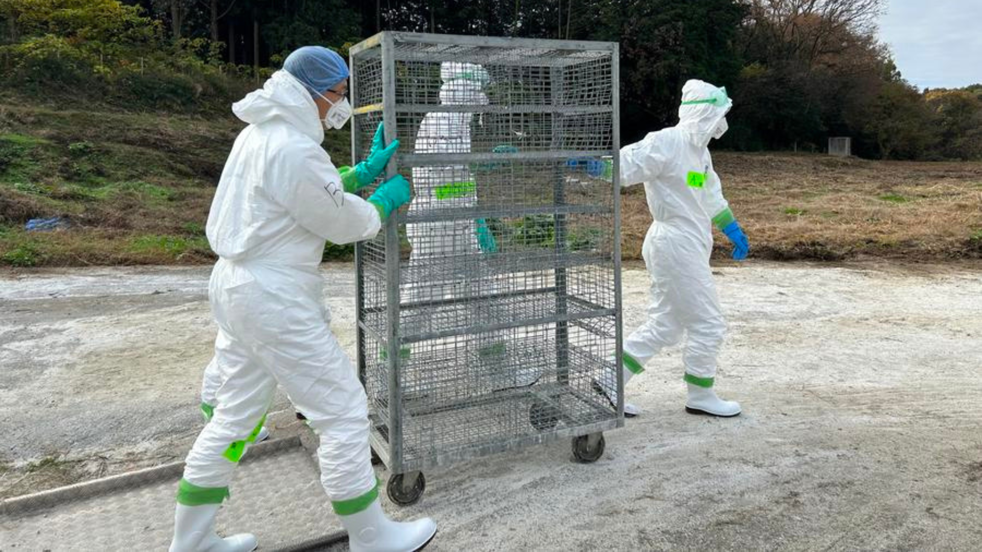 Japão Confirma Primeiro Surto de Gripe Aviária Altamente Patogênica Nesta Temporada