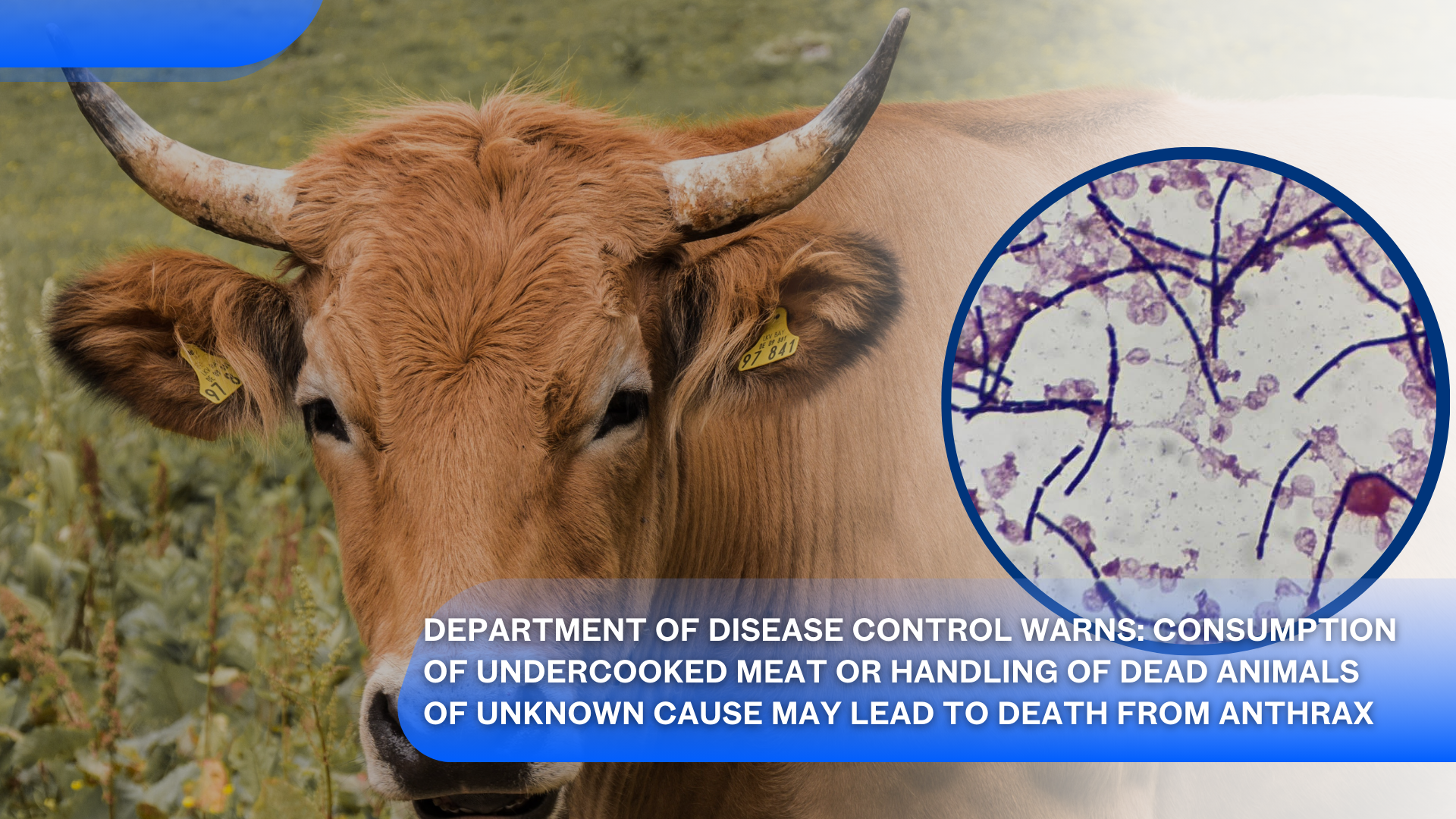 Le Département de contrôle des maladies avertit : la consommation de viande crue ou insuffisamment cuite ou la manipulation d'animaux morts de cause inconnue peut entraîner la mort due à l'anthrax.