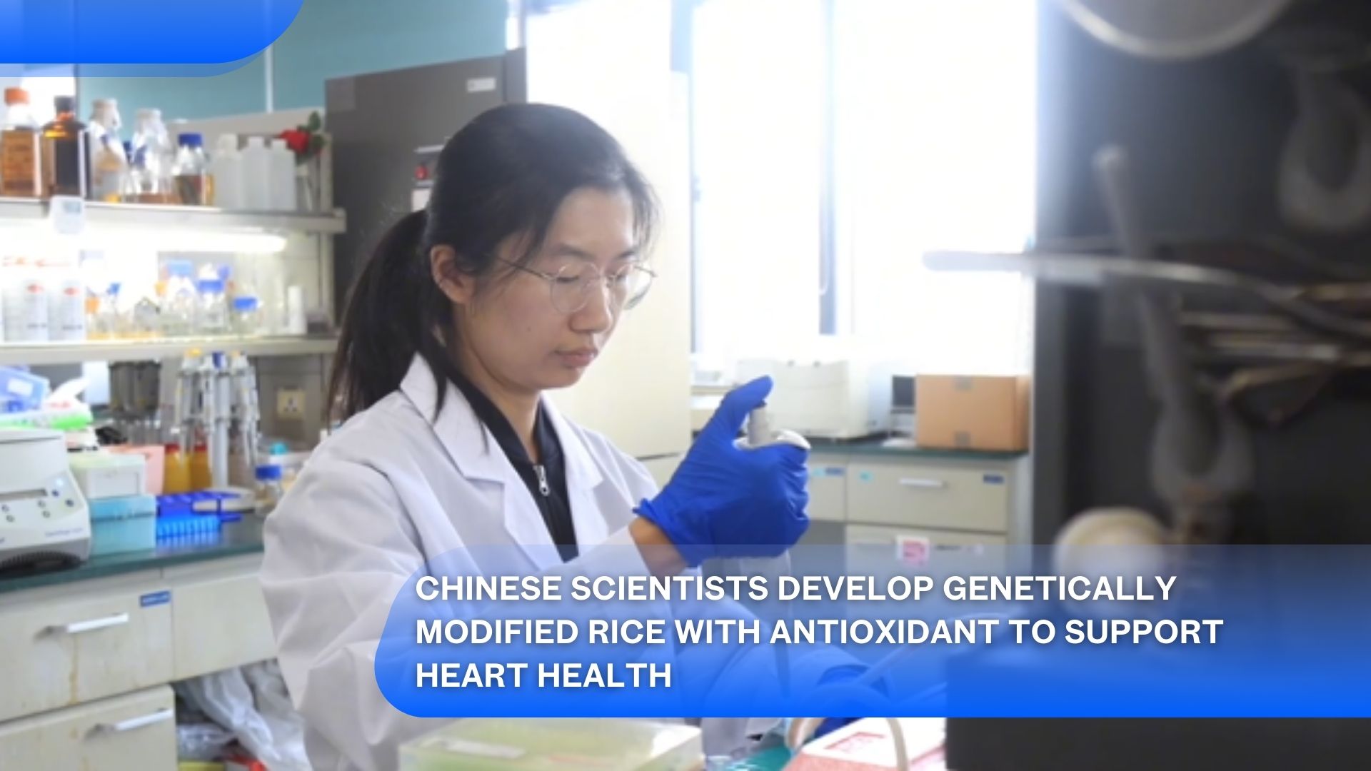 Des scientifiques chinois développent du riz génétiquement modifié avec un antioxydant pour soutenir la santé cardiaque