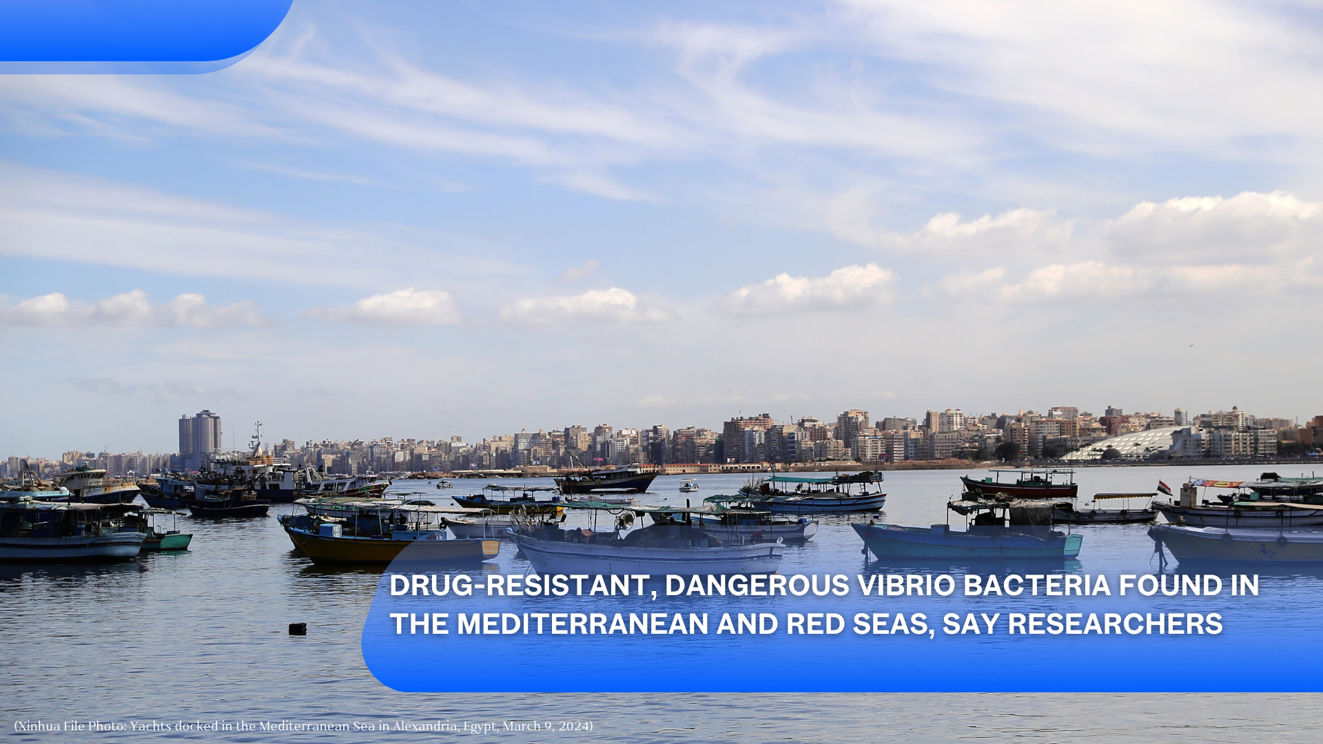 Des chercheurs disent avoir trouvé des bactéries Vibrio dangereuses et résistantes aux médicaments dans les mers Méditerranée et Rouge.