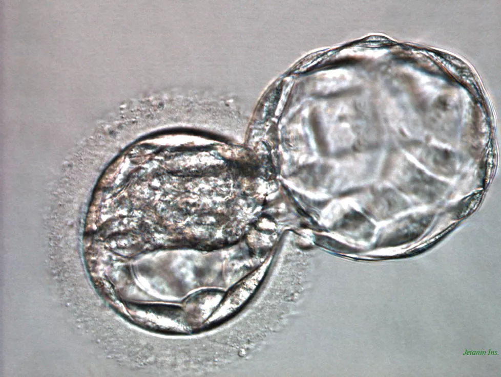 Blastocyst Culture