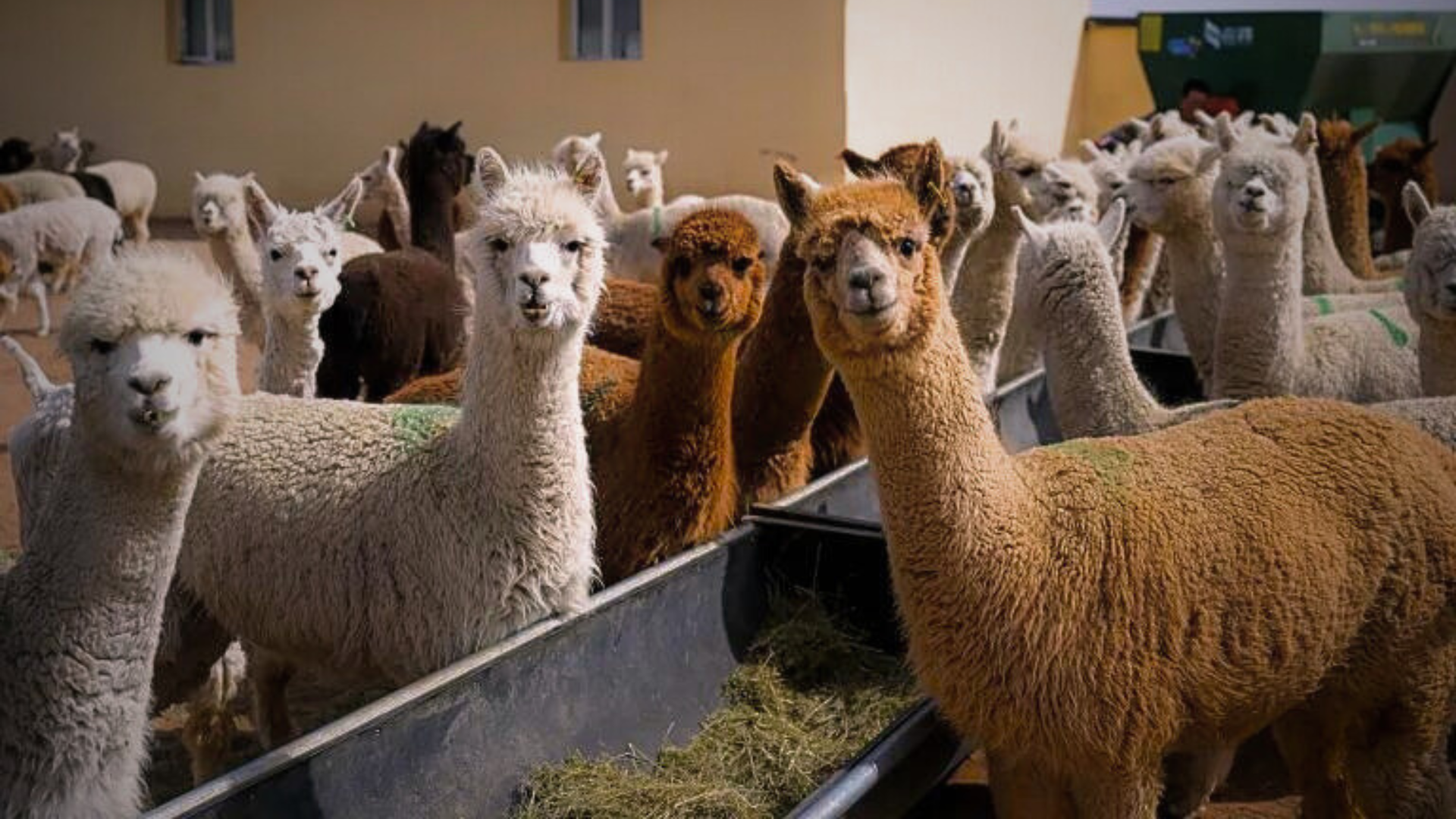 Chinese Researchers Isolate Anti-HIV Antibody from Alpacas