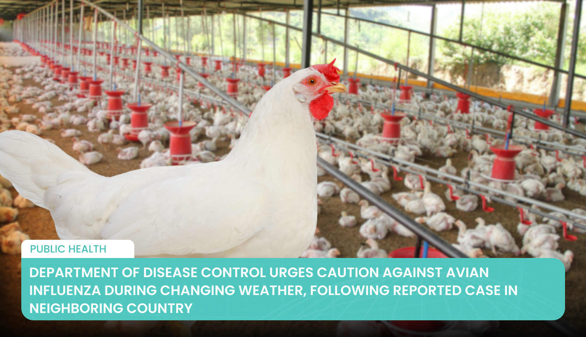 Department of Disease Control Urges Caution Against Avian Influenza During Changing Weather, Following Reported Case in Neighboring Country