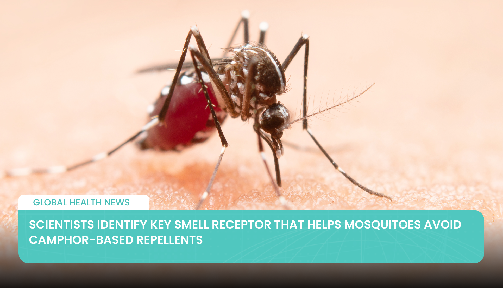 Scientists Identify Key Smell Receptor That Helps Mosquitoes Avoid Camphor-Based Repellents
