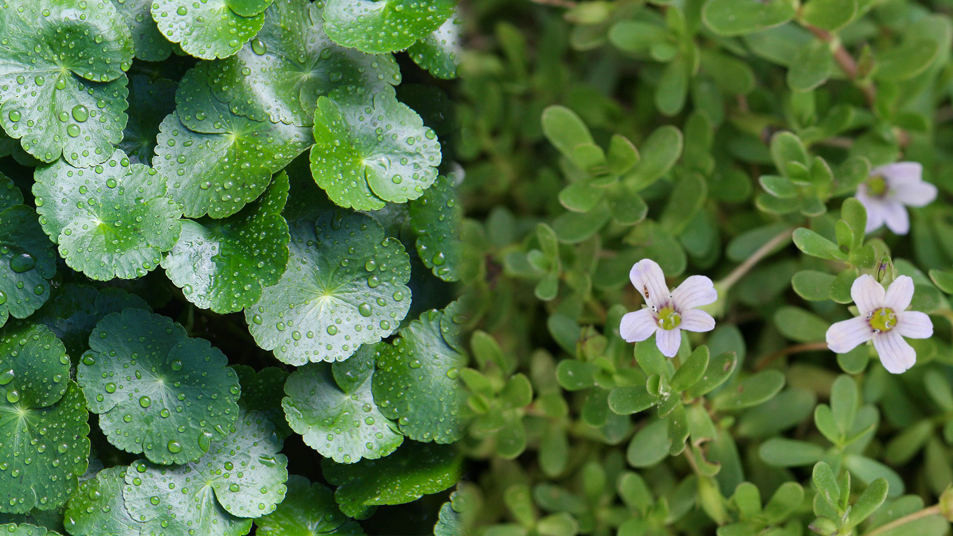 Thai Traditional Medicine Advocates Gotu Kola and Phrommi to Combat Alzheimer's Disease