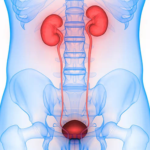 泌尿器科クリニック: 泌尿器の健康に専門的なケア