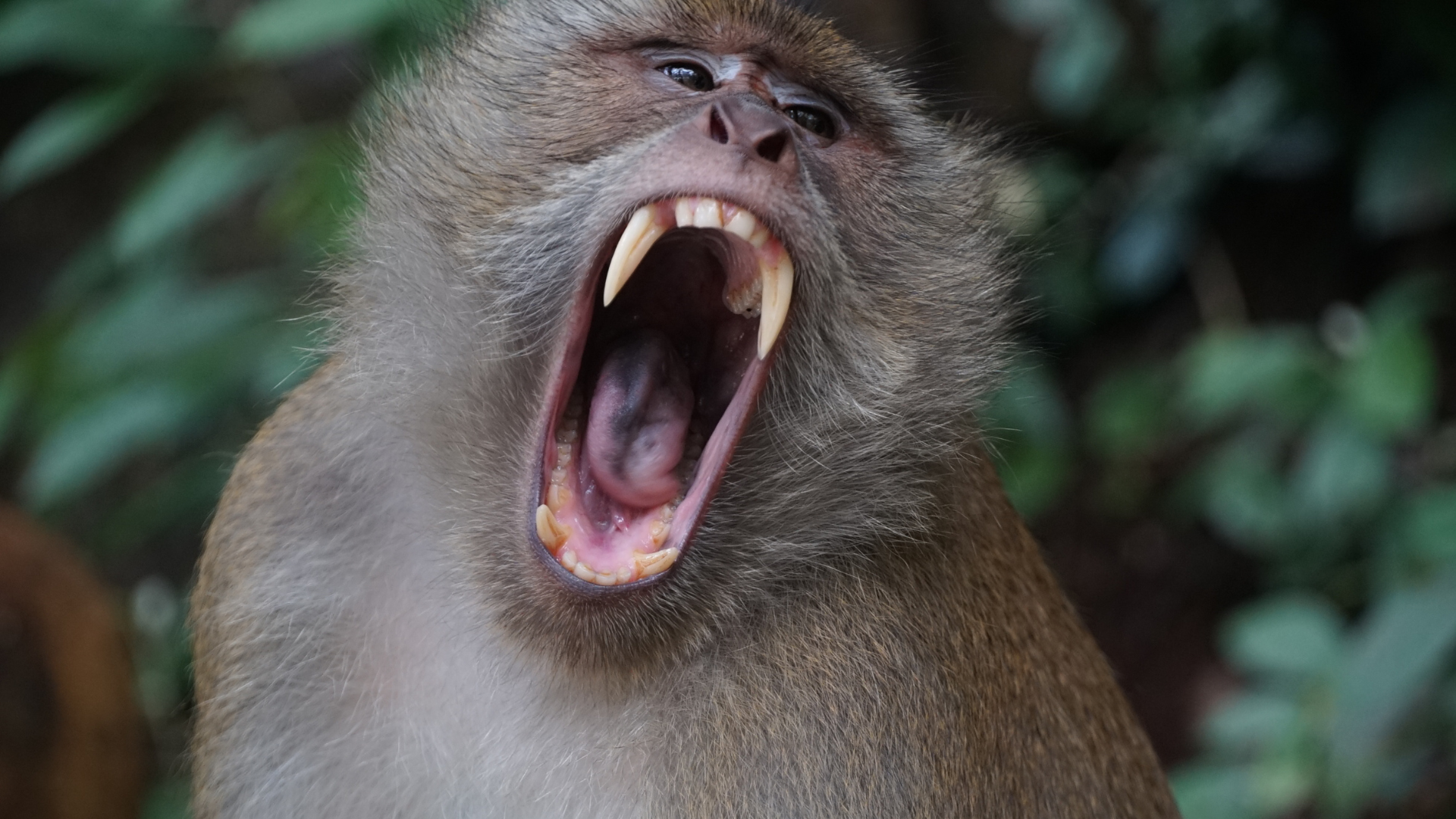 How to Care for a Monkey Bite Wound: What You Should and Should Not Do