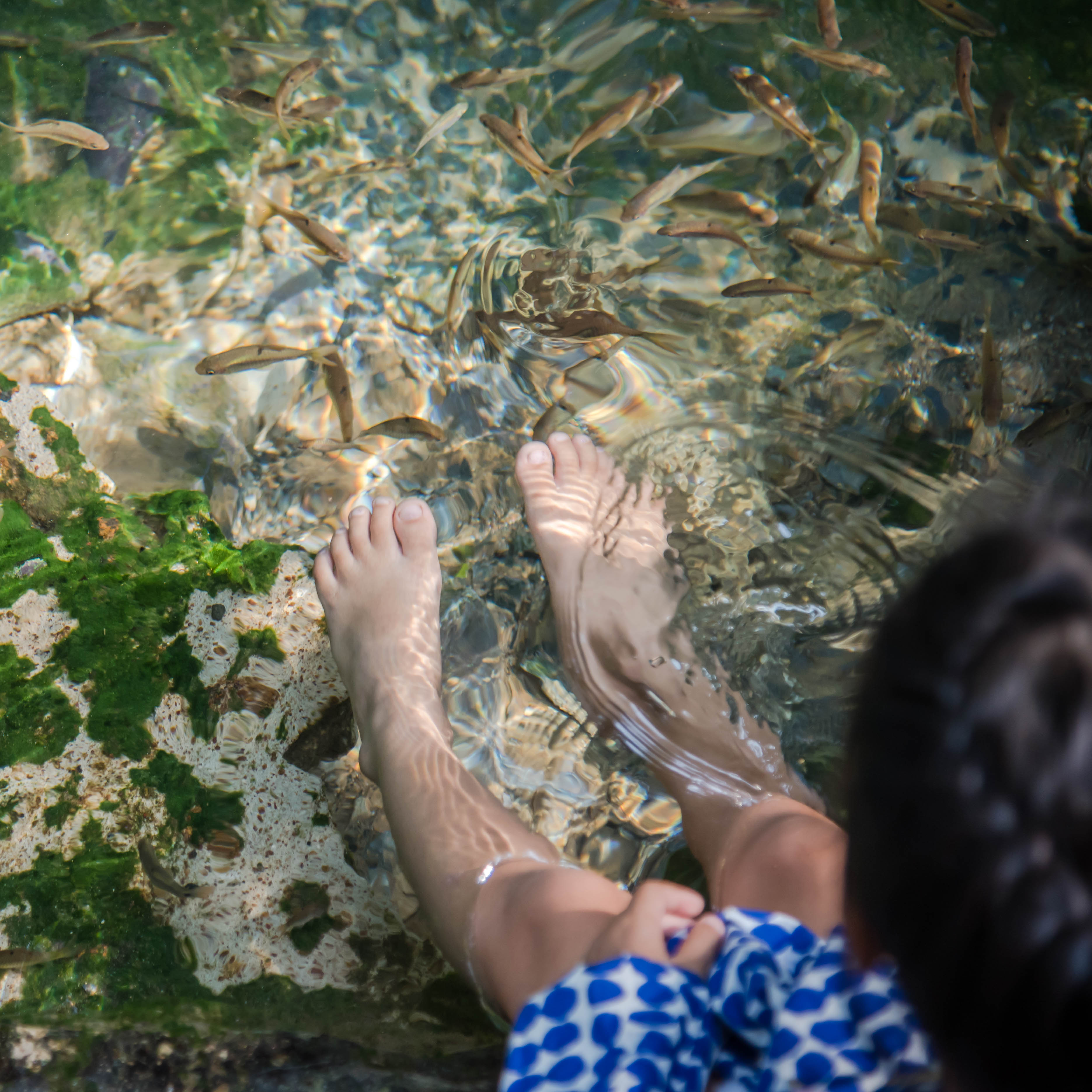 Immerse in Nature's Pedicure at the Therapeutic Fish Pond