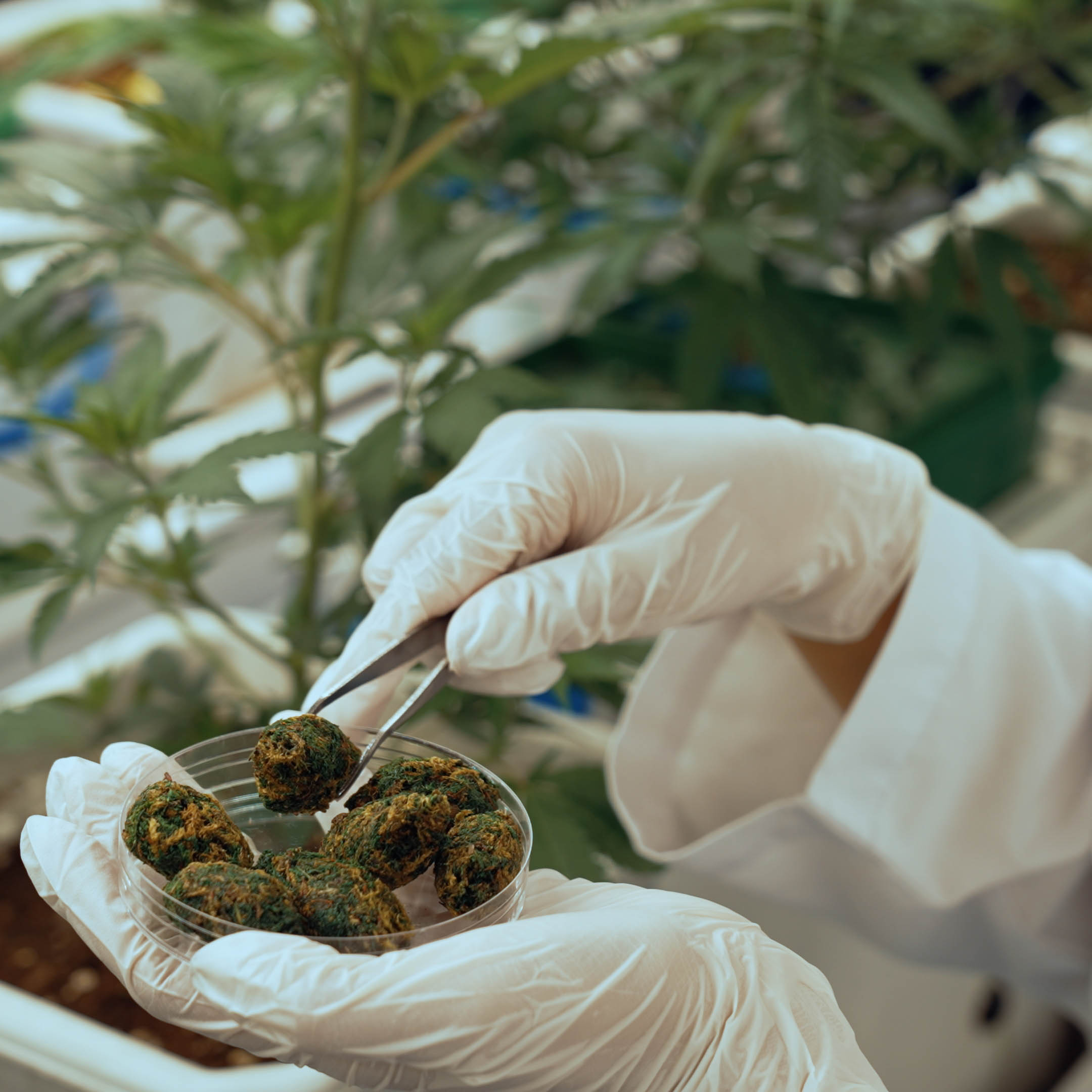 Medical Cannabis Treatment: Harnessing Nature for Health